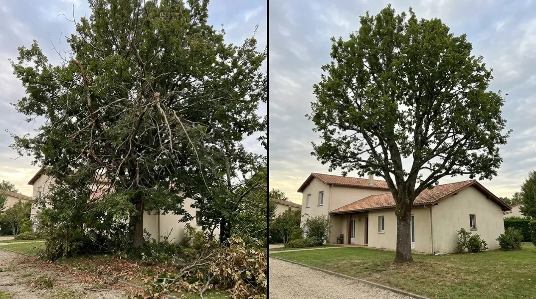 Résultat élagage en Gironde — Elagage Pessac