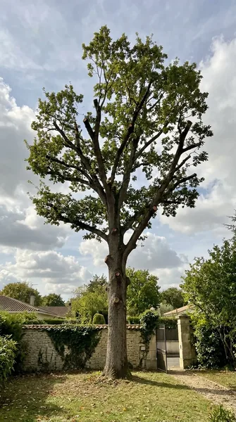 Élagage d'arbre Pessac